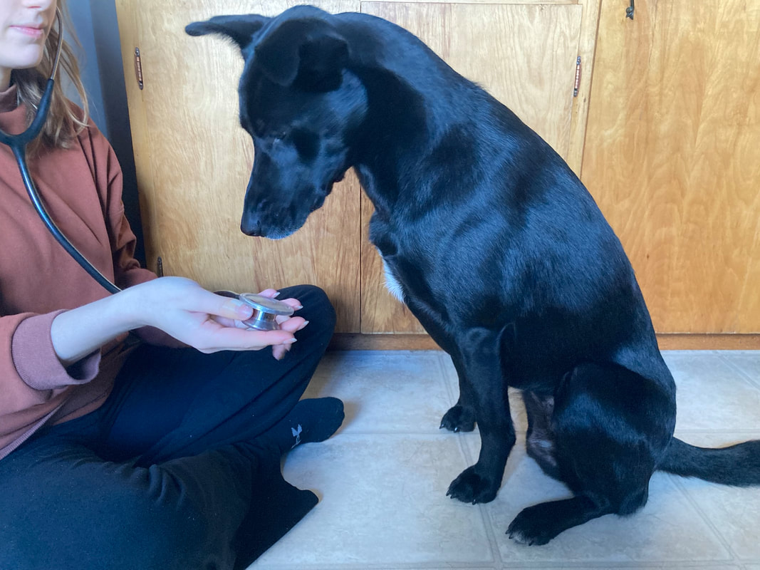 Doggie Desensitization: How To Introduce A Dremel (And Other Processes) To  A Dog 